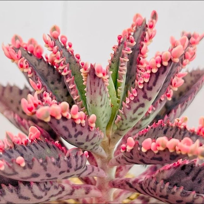 Magic Mixed Kalanchoe Seeds for Planting