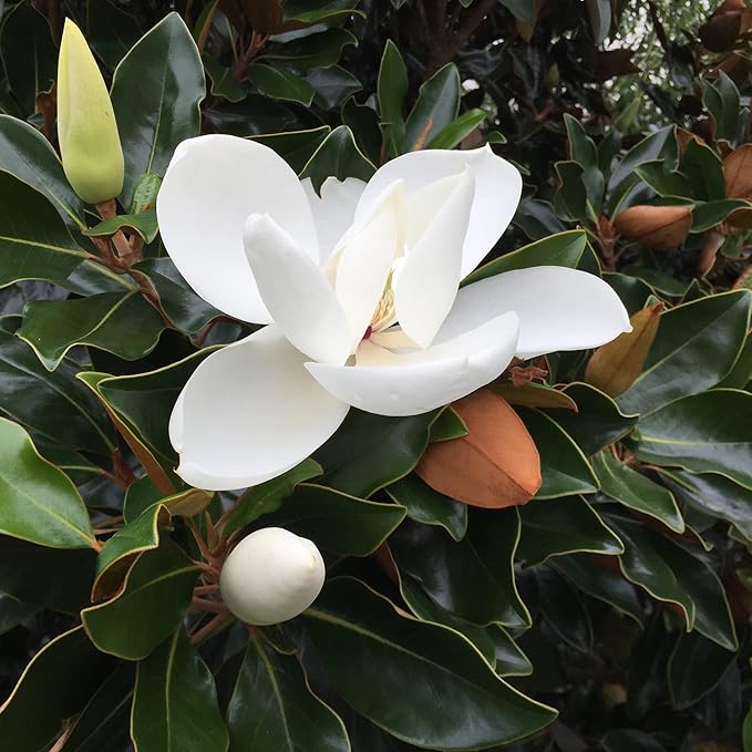 Magnolia Grandiflora Tree Seeds for Landscape Planting