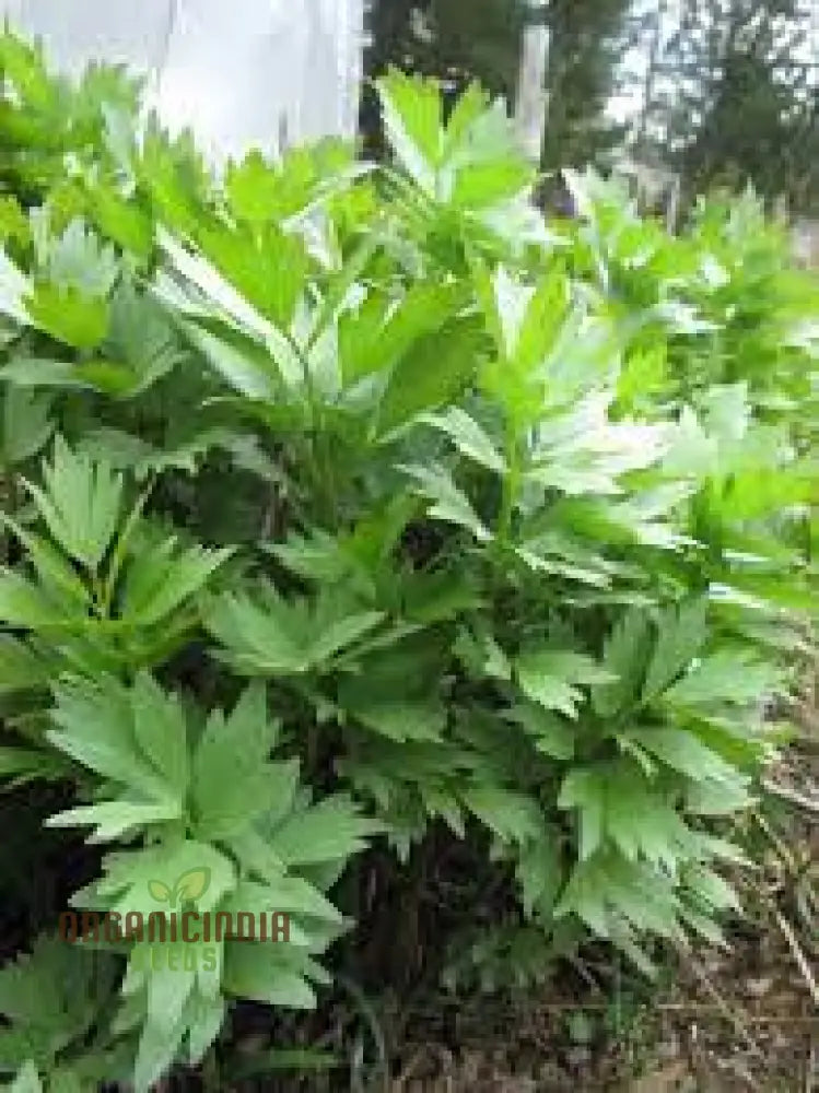 Magnus Lovage Herb Seeds for Planting in Home Garden