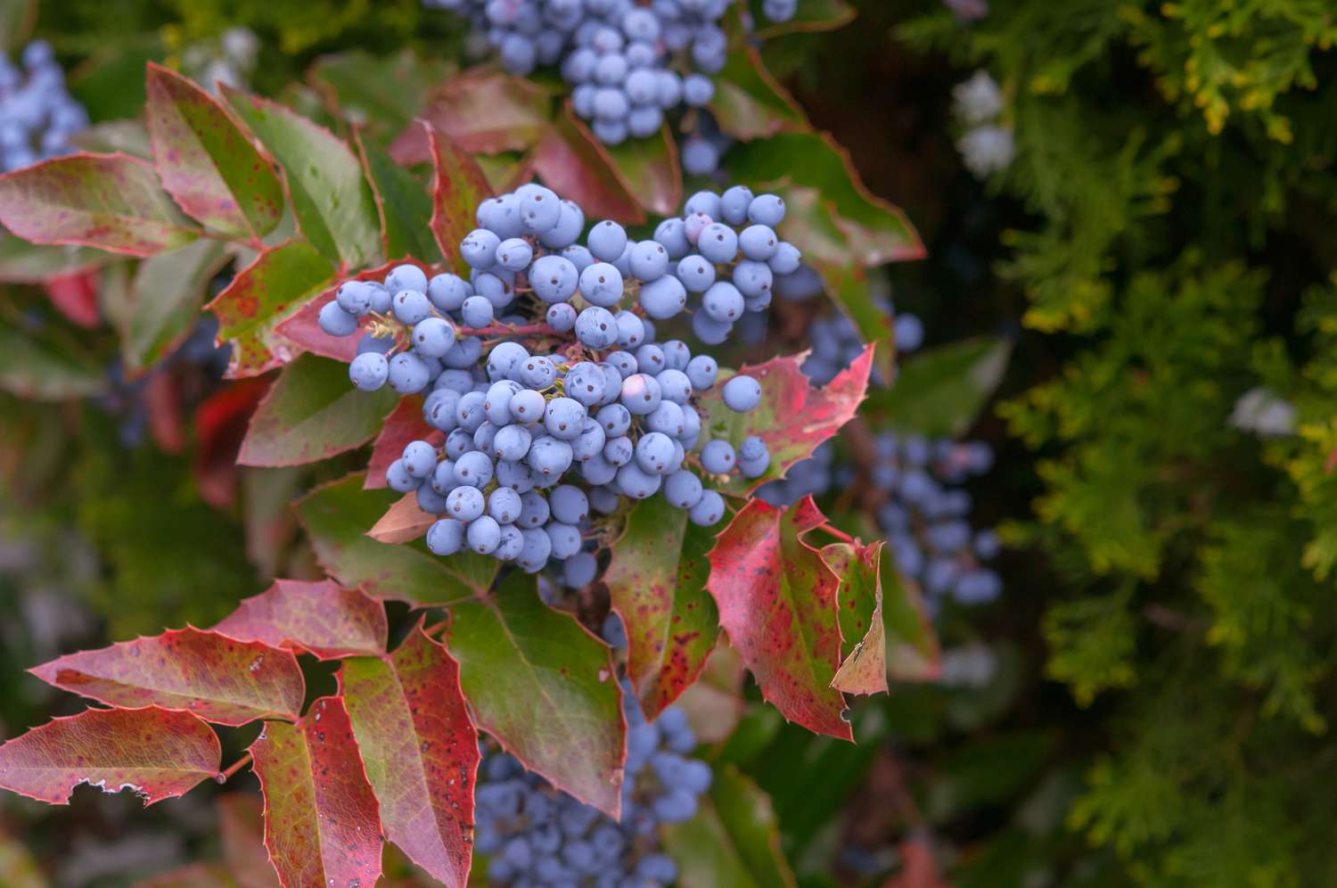Evergreen Holly-Like Leaves of Oregon Grape Holly