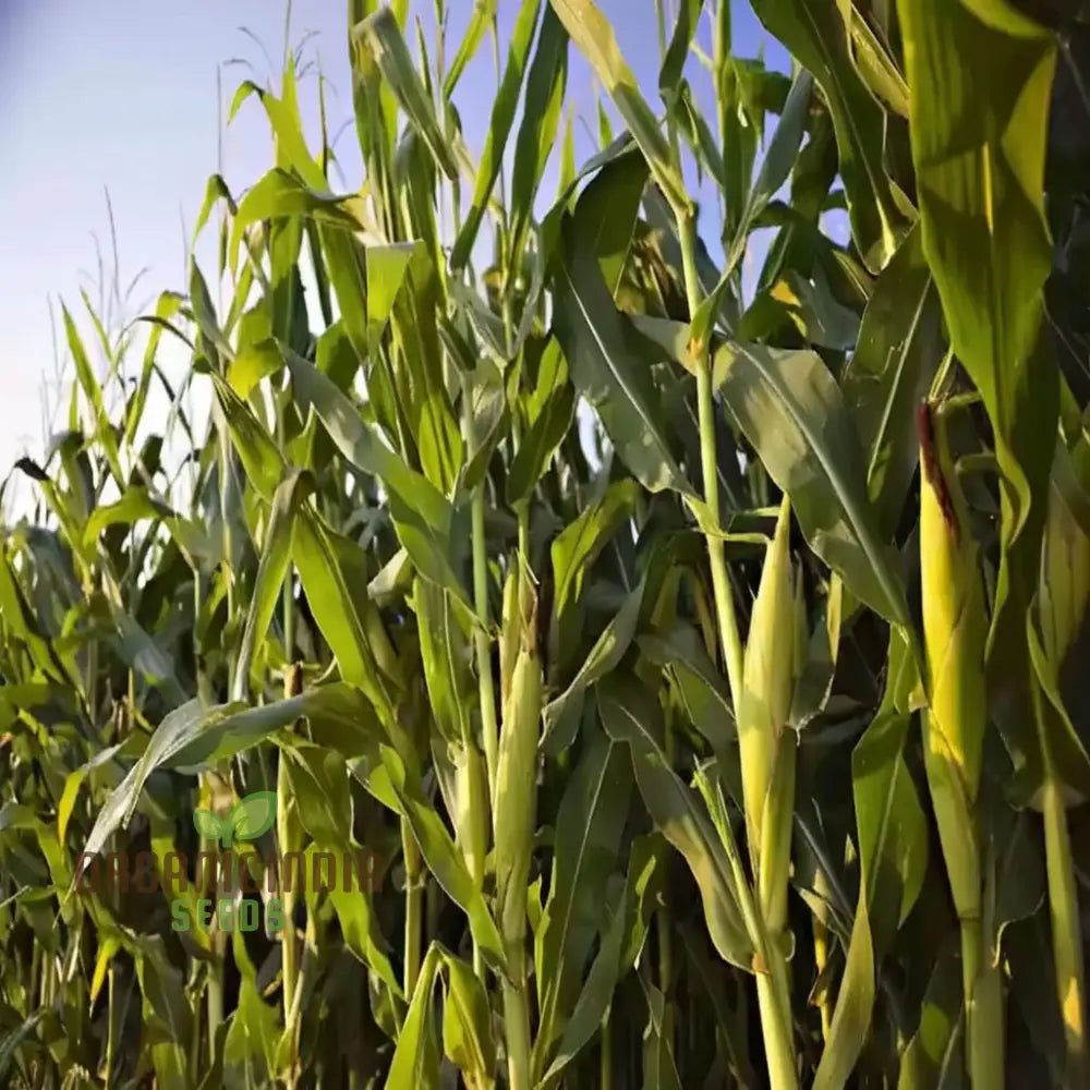 Mature Maize Plant from Premium Seeds, Tall High-Yield Corn Stalk