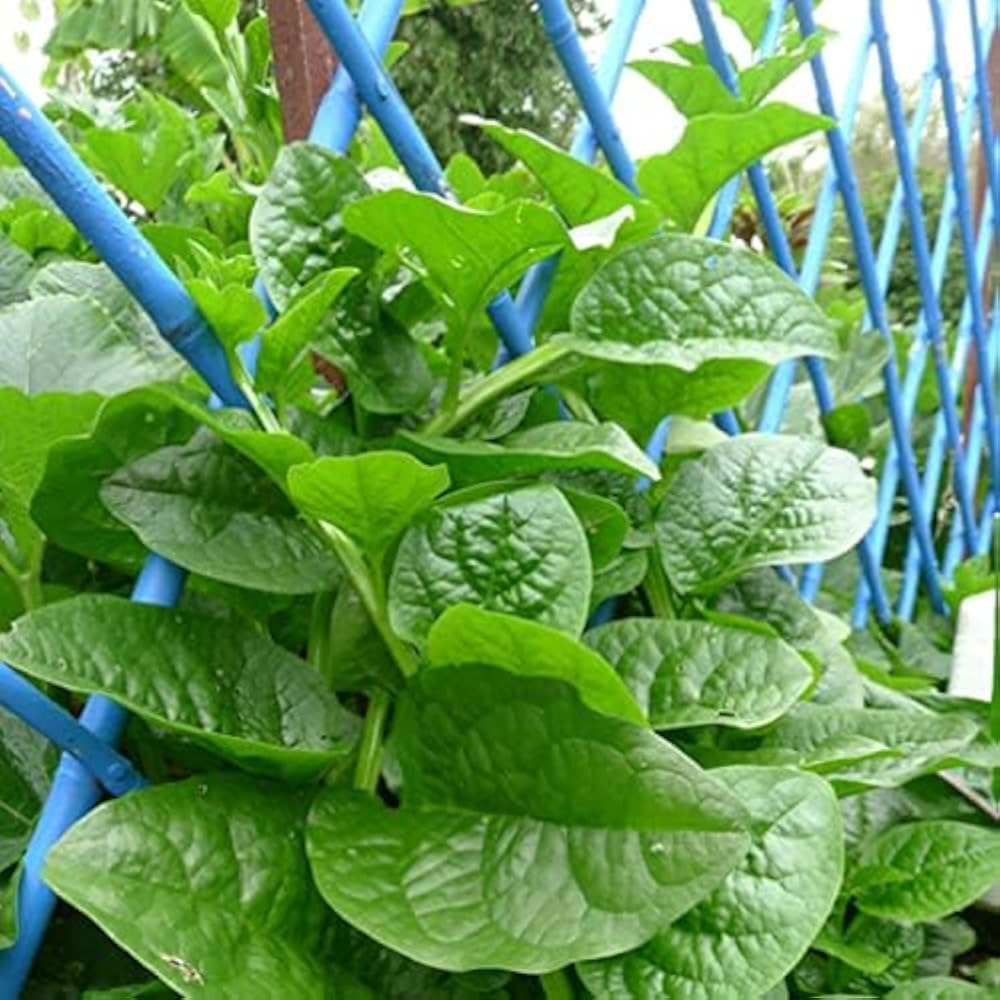 Mature Malabar Spinach Plant with Thick, Nutritious Leaves from Seeds