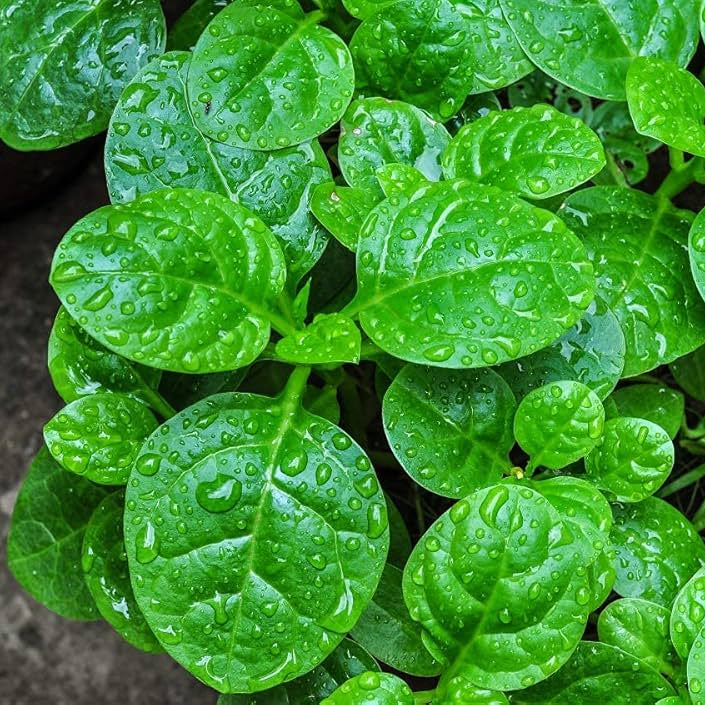 Malabar Spinach Seedling Growing in Garden, Fast-Growing Climbing Spinach Seeds