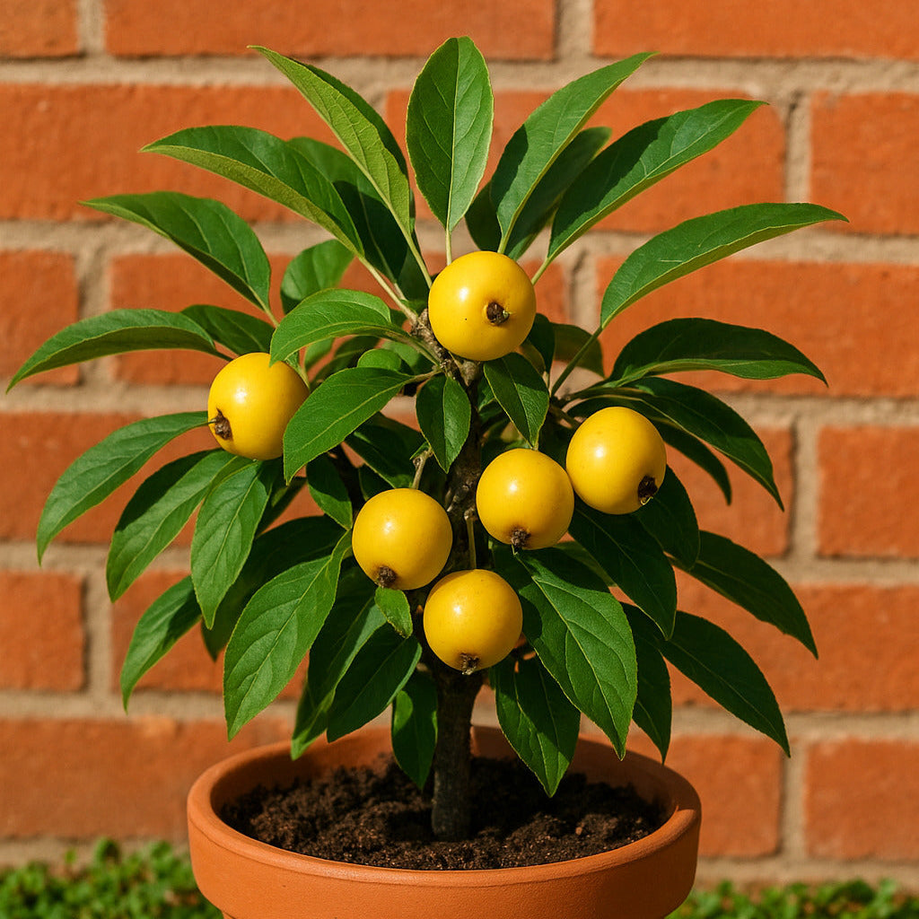 Malus baccata (Siberian Crabapple) Seeds for Planting