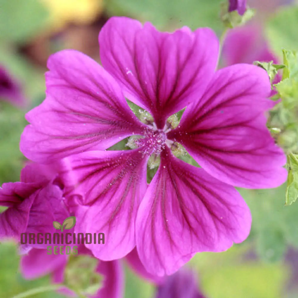 Malva Sylvestris Mauritanica seeds growing into healthy seedlings