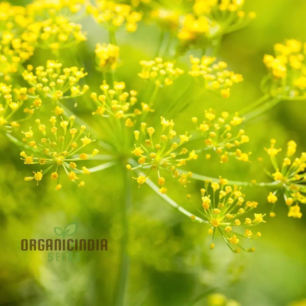 Mammoth Dill Seeds for Microgreens and Indoor Growing