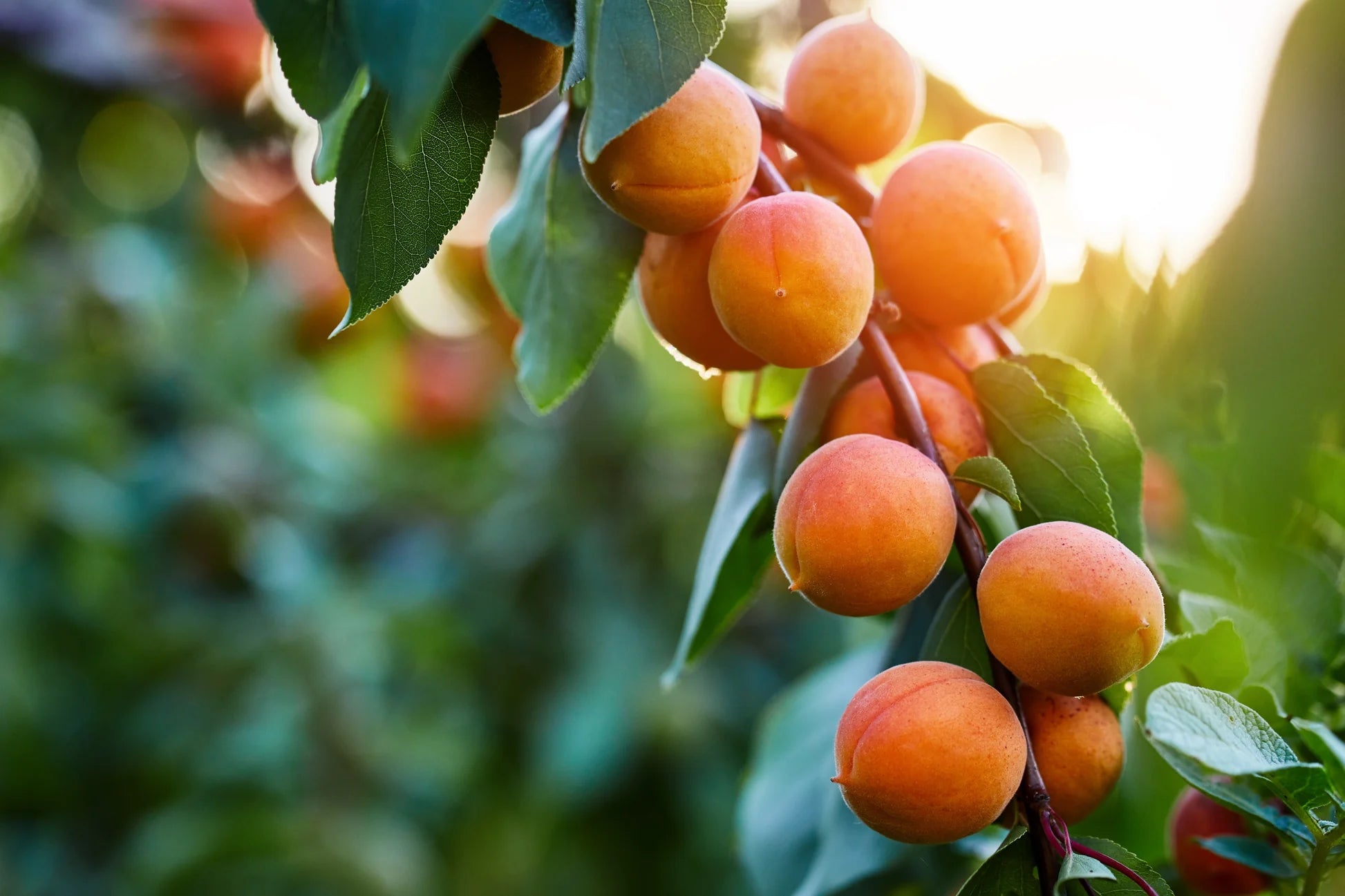 Manchurian Apricot fruits grown from Non-GMO seeds