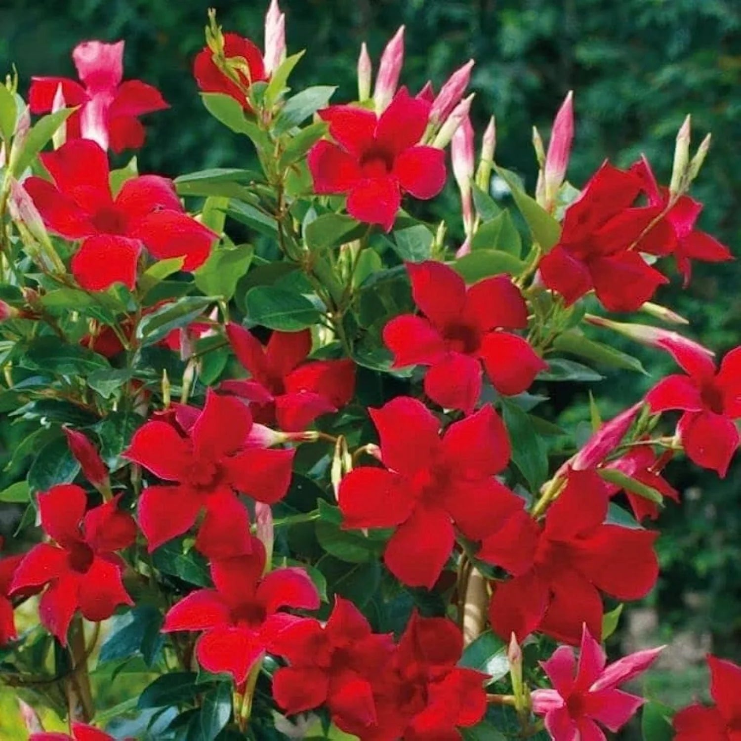 Mandevilla sanderi seeds for planting