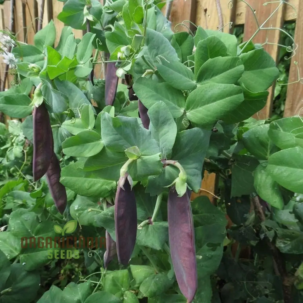Closeup of Mange Tout Shiraz Pea Pods from Seeds, Crisp and Tender Purple Peas