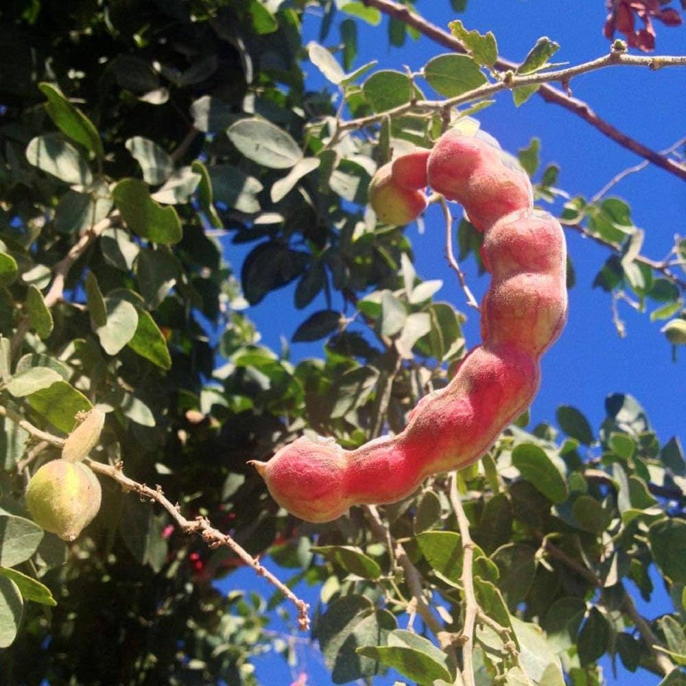 Manila Tamarind seeds for planting sweet tropical trees