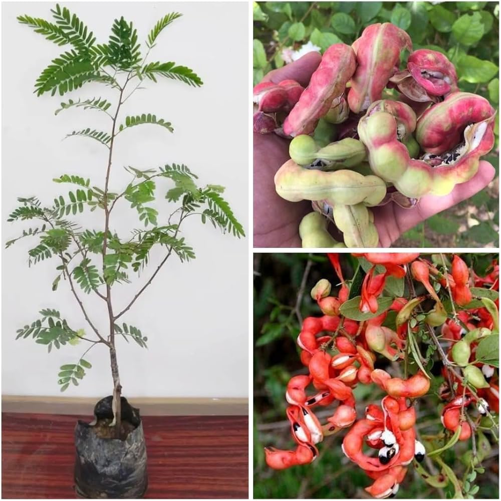 Manila Tamarind tree growing from seeds in tropical garden