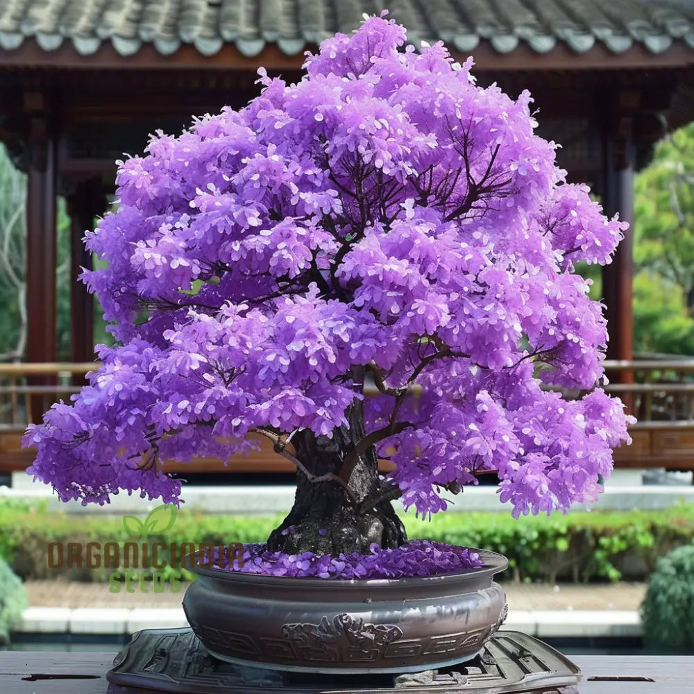 Maple bonsai seeds purple variety for home gardens