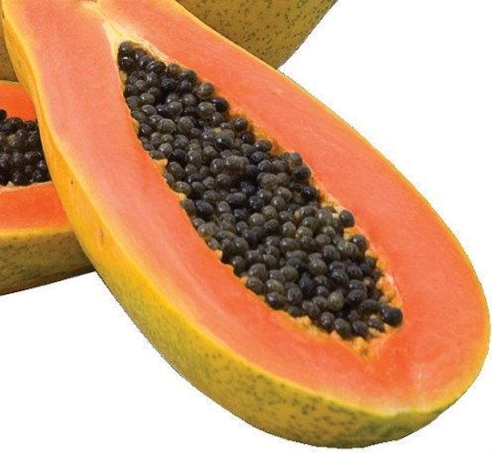 Maradol papaya seeds for planting large sweet tropical fruits