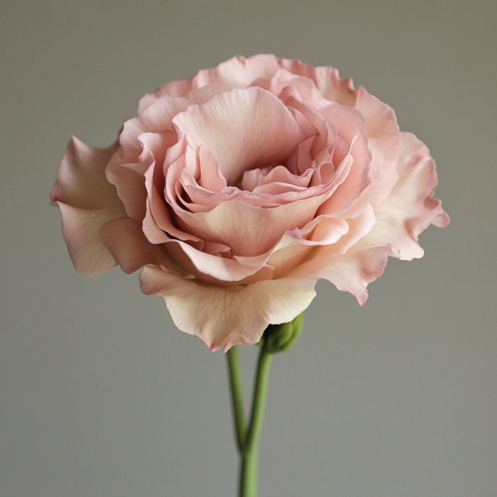 Mariachi Pink Lisianthus Seeds for Vibrant Cut Flowers