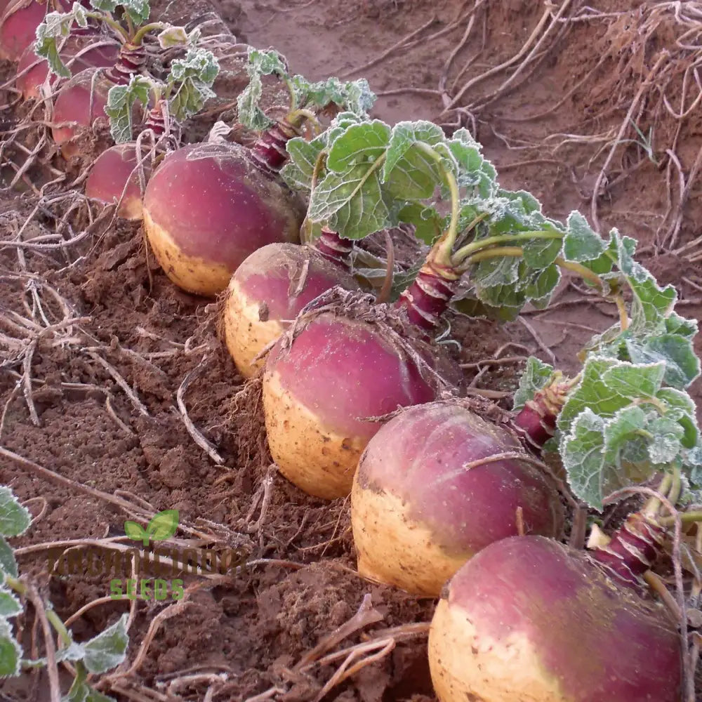 Marian Swede Seeds for Planting, High-Yield Root Vegetable Seeds