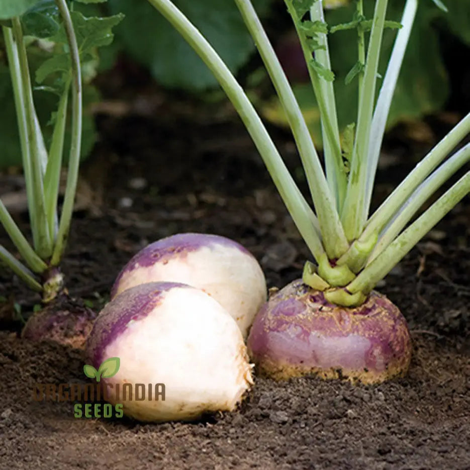 Marian Swede Young Plant from Seeds, Cool Season Vegetable