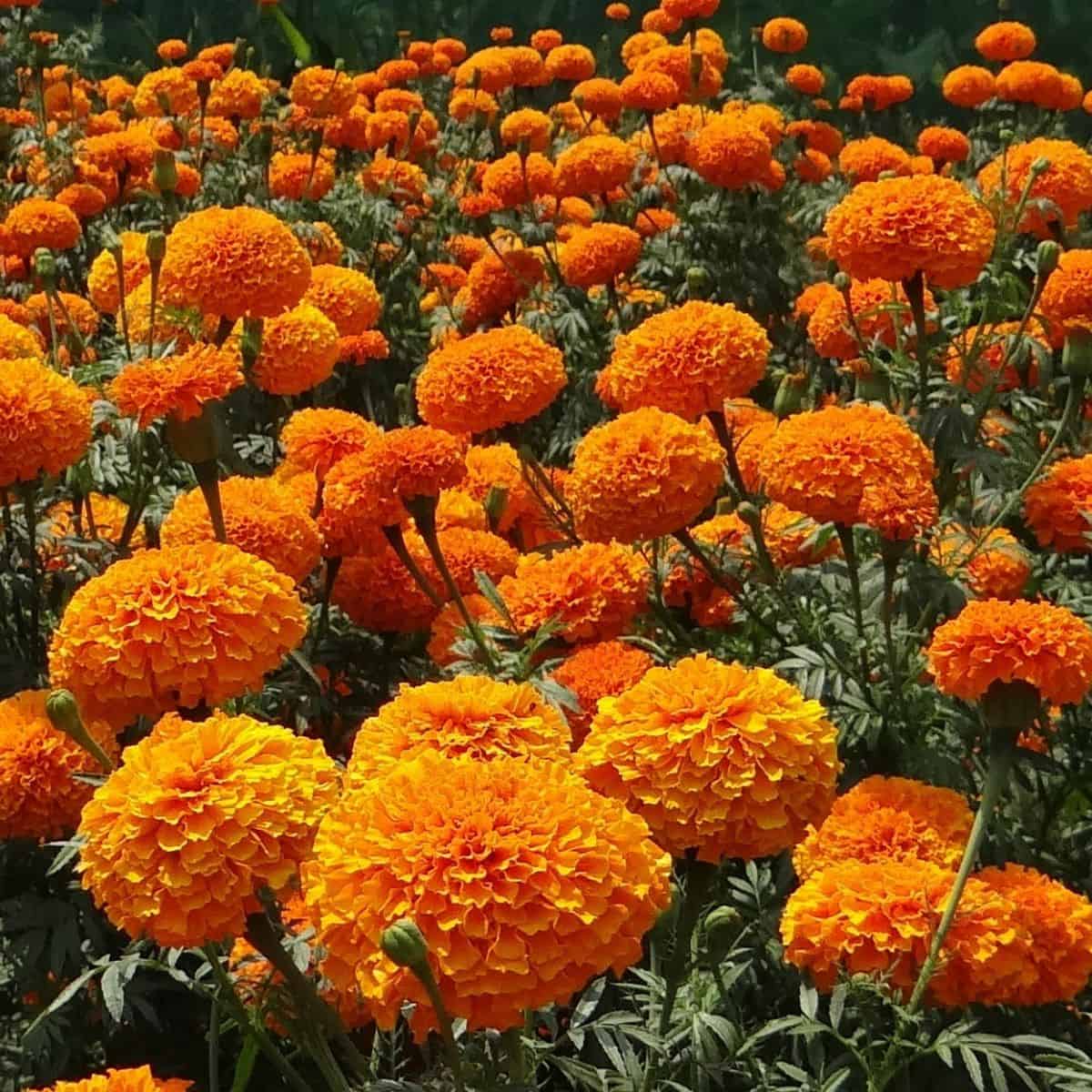 Bronze with Gold Highlights Marigold Seeds, Warm, Glowing Blooms for Gardens