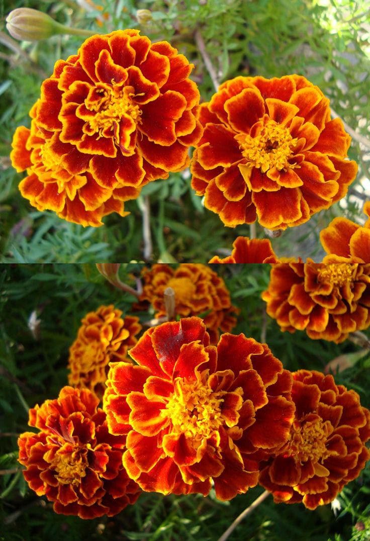 Marigold Bicolor Seeds Ideal for Flower Borders and Landscaping