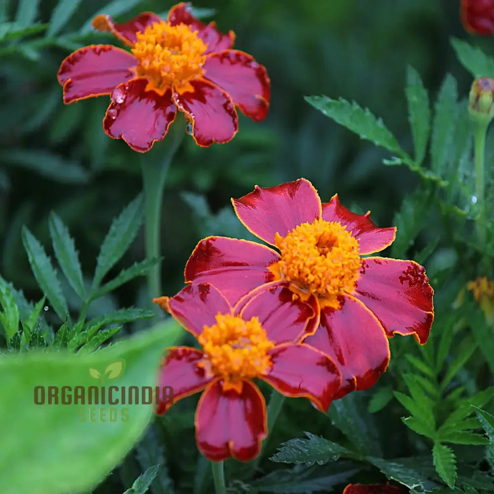 Dwarf mixed marigold seeds for home garden planting