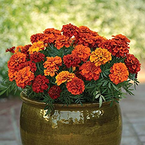 Marigold Golden Days Seeds, Premium Quality Seeds for Vibrant Garden Blooms and Successful Gardening