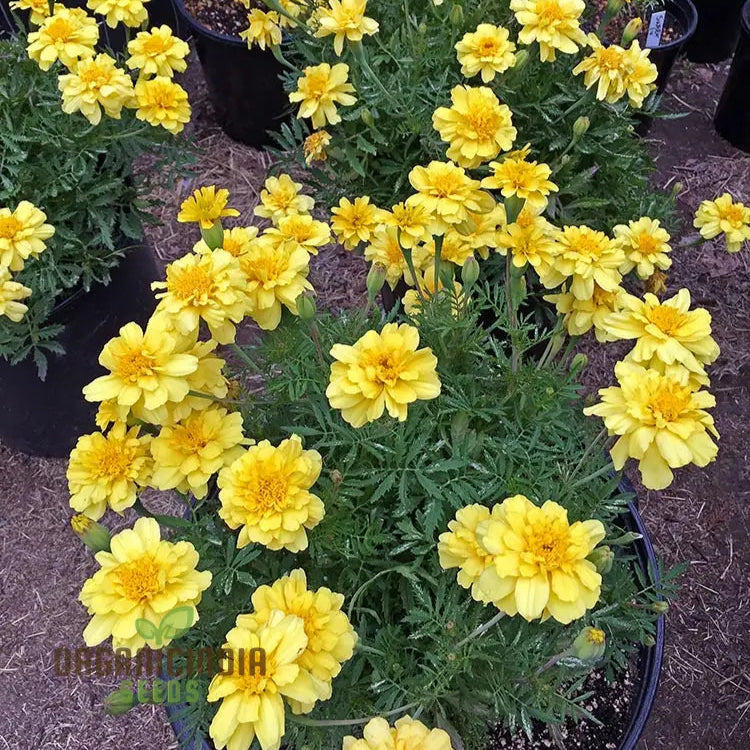 Marigold French Alumia Vanilla Cream Seeds: Premium Quality Seeds For Beautiful Garden Blooms And