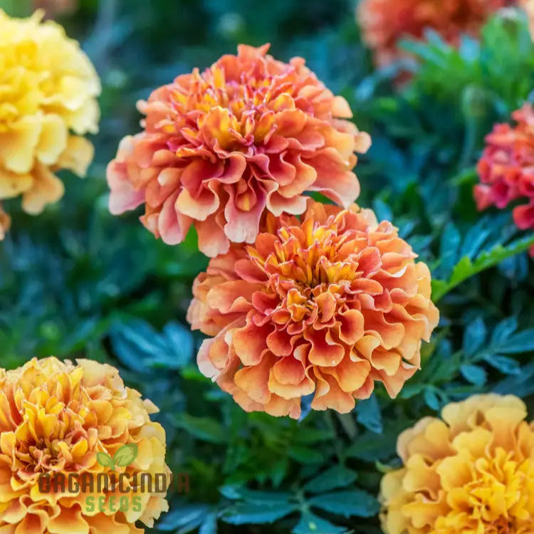 Marigold French Strawberry Blonde Seeds: Premium Quality Seeds For Vibrant Garden Blooms And