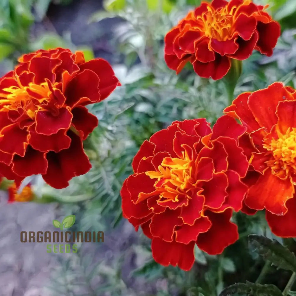 Marigold Red Tagetes Flower Seeds for Vibrant Garden Blooms