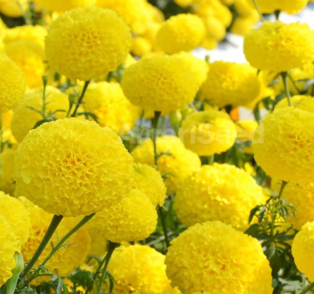 Lemon Yellow Marigold Seeds for Container and Patio Gardening