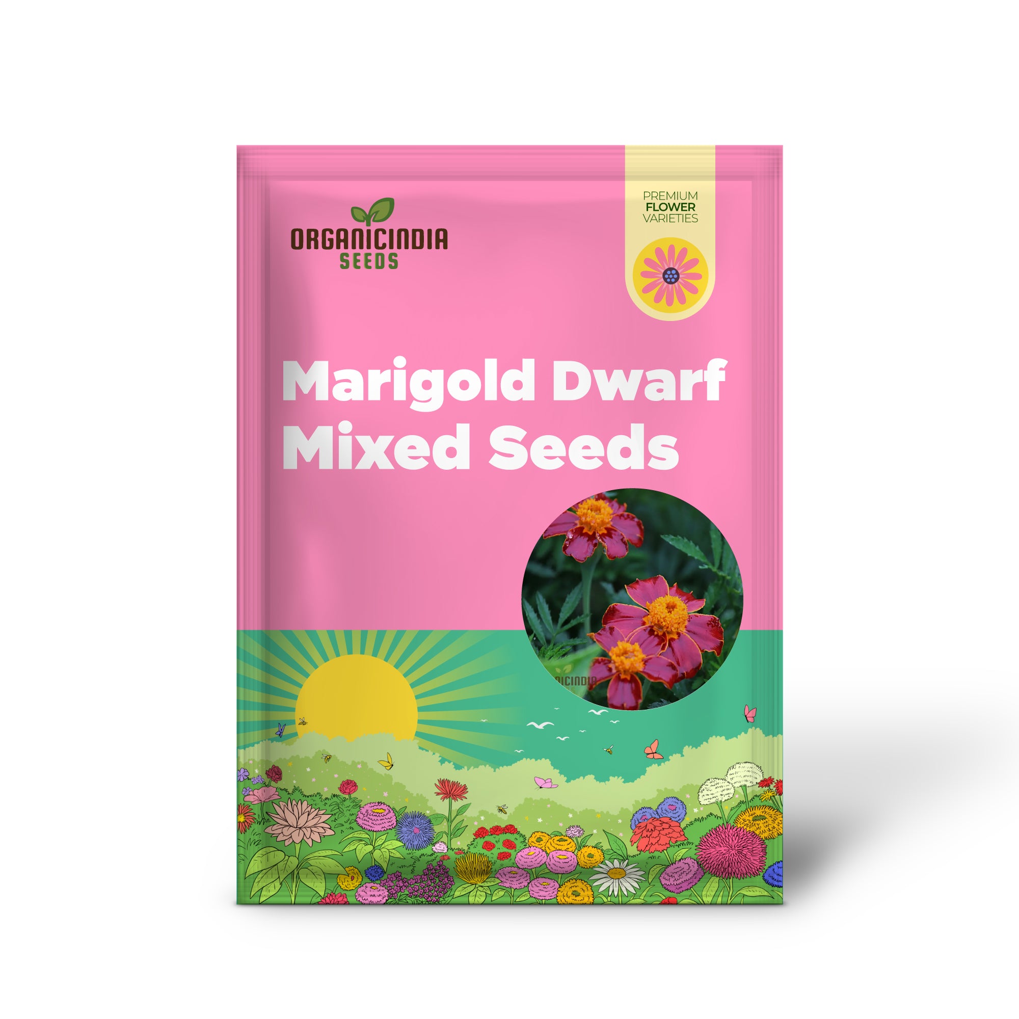 Marigold seeds germination in soil for garden planting