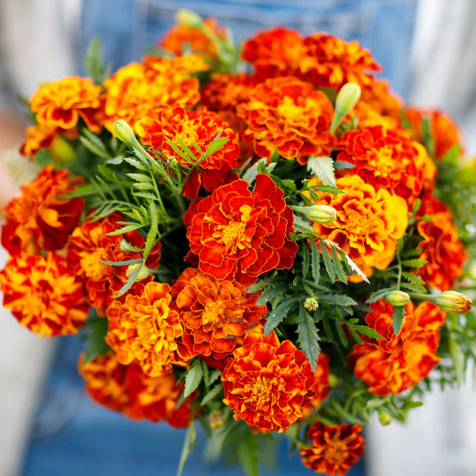 Marigold French Fireball Seeds Premium Quality for Vibrant Garden Blooms and Successful Gardening