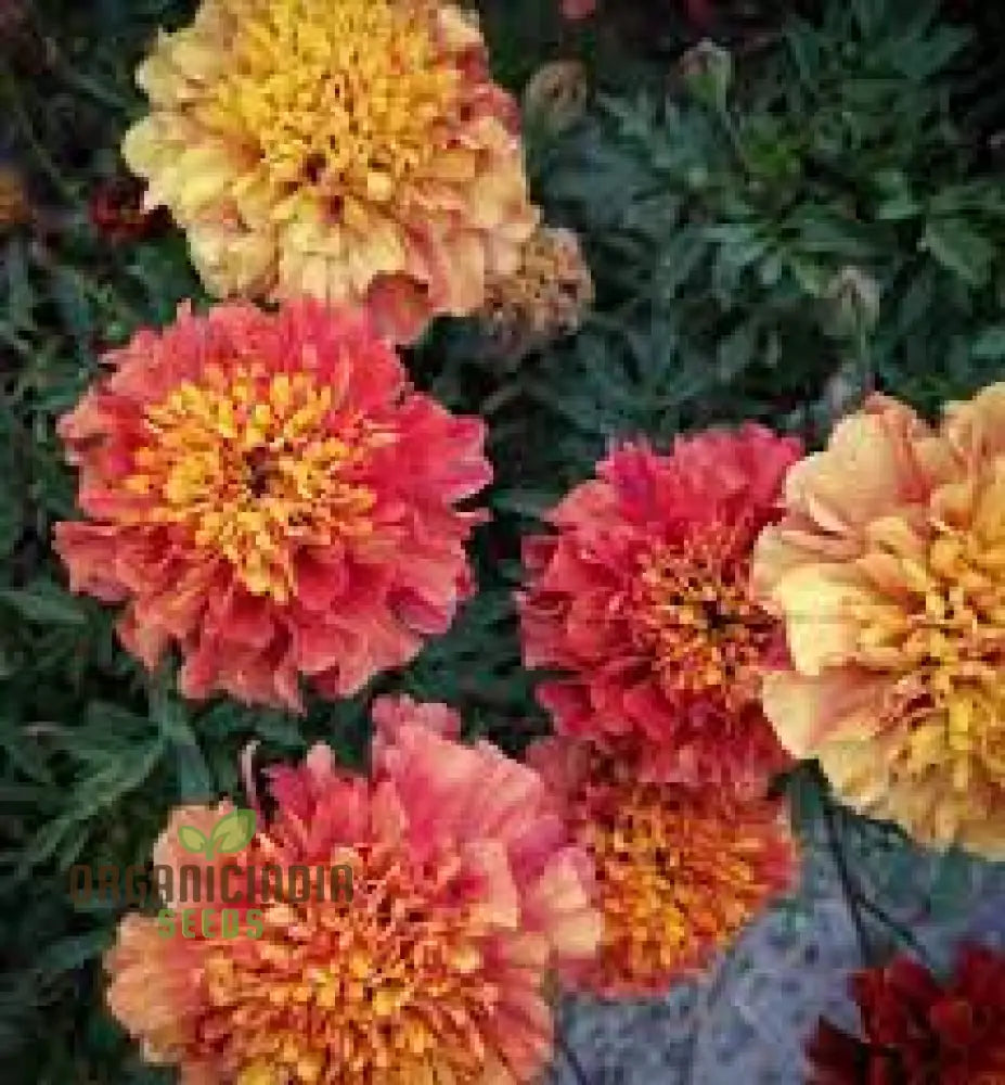 Strawberry Blonde Marigold Seeds for Home Garden Planting