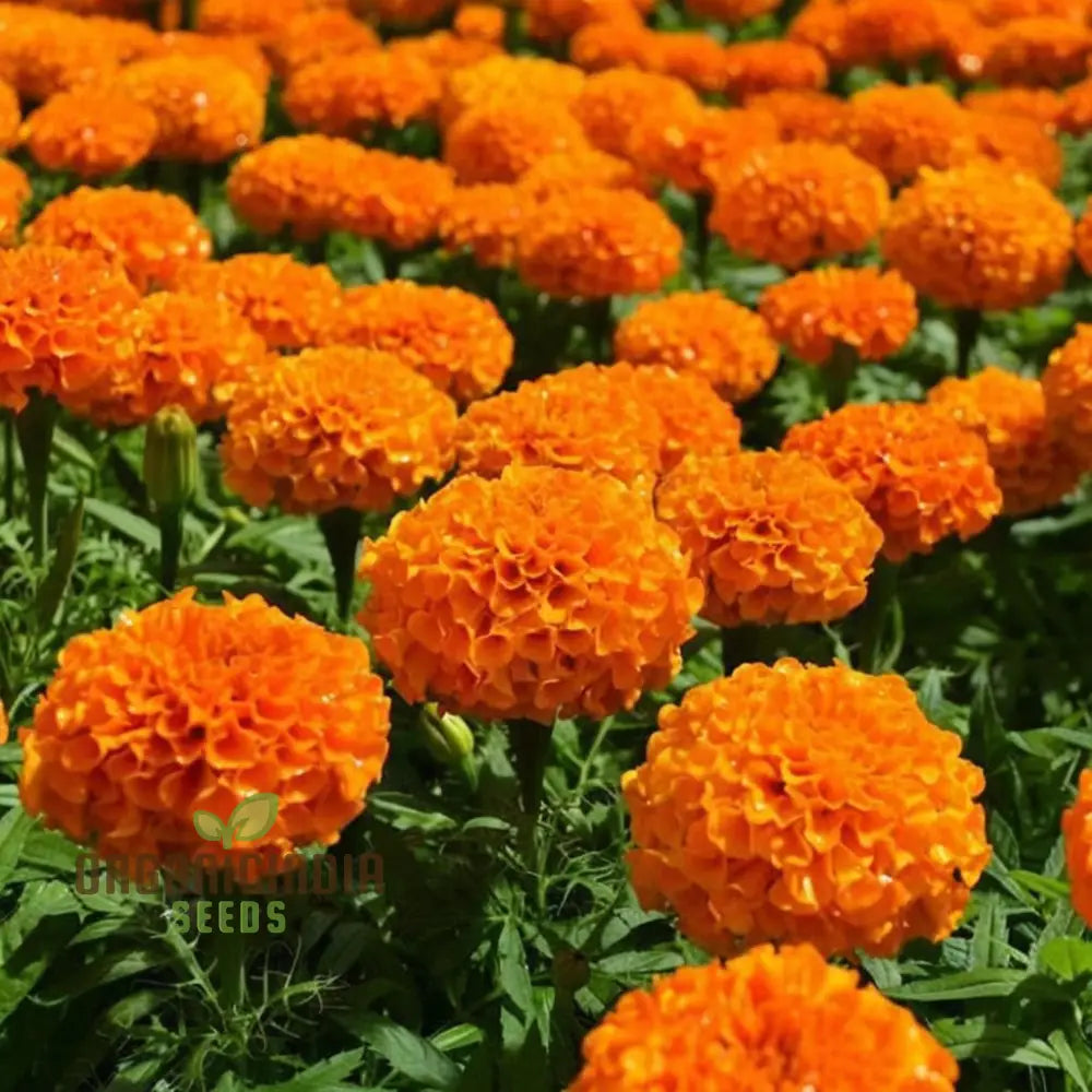 Marigold Tagetes Seeds â€“ Elevate Your Gardening With Stunning Hardy Blooms For A Colorful Outdoor