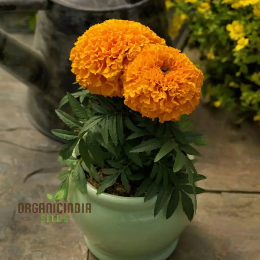 Marigold Tagetes Seeds â€“ Elevate Your Gardening With Stunning Hardy Blooms For A Colorful Outdoor