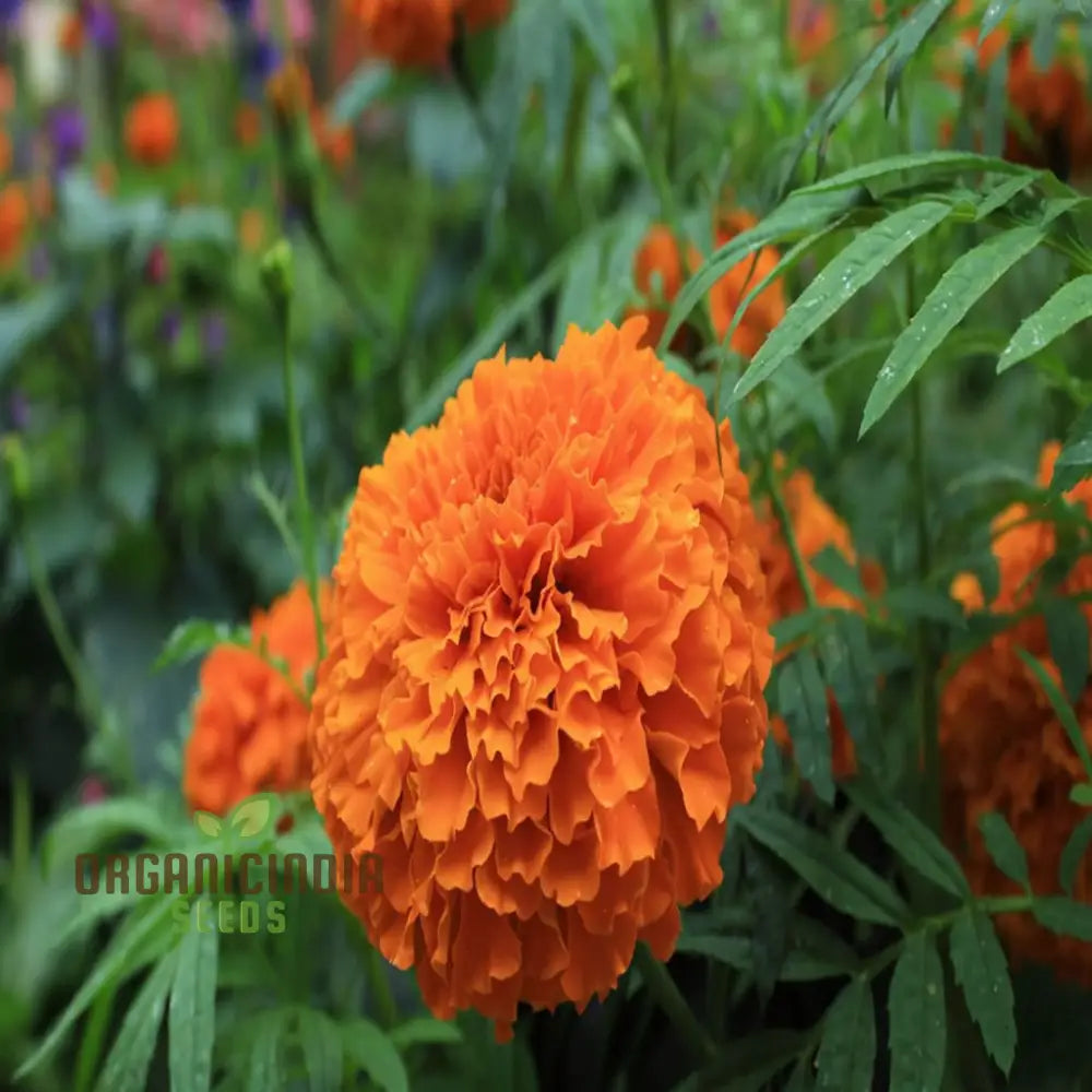 Marigold Tagetes Seeds â€“ Elevate Your Gardening With Stunning Hardy Blooms For A Colorful Outdoor
