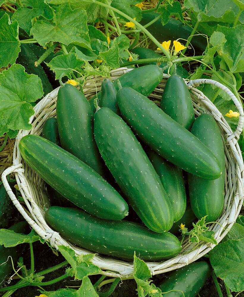 Premium Marketmore 76 cucumber seeds for planting