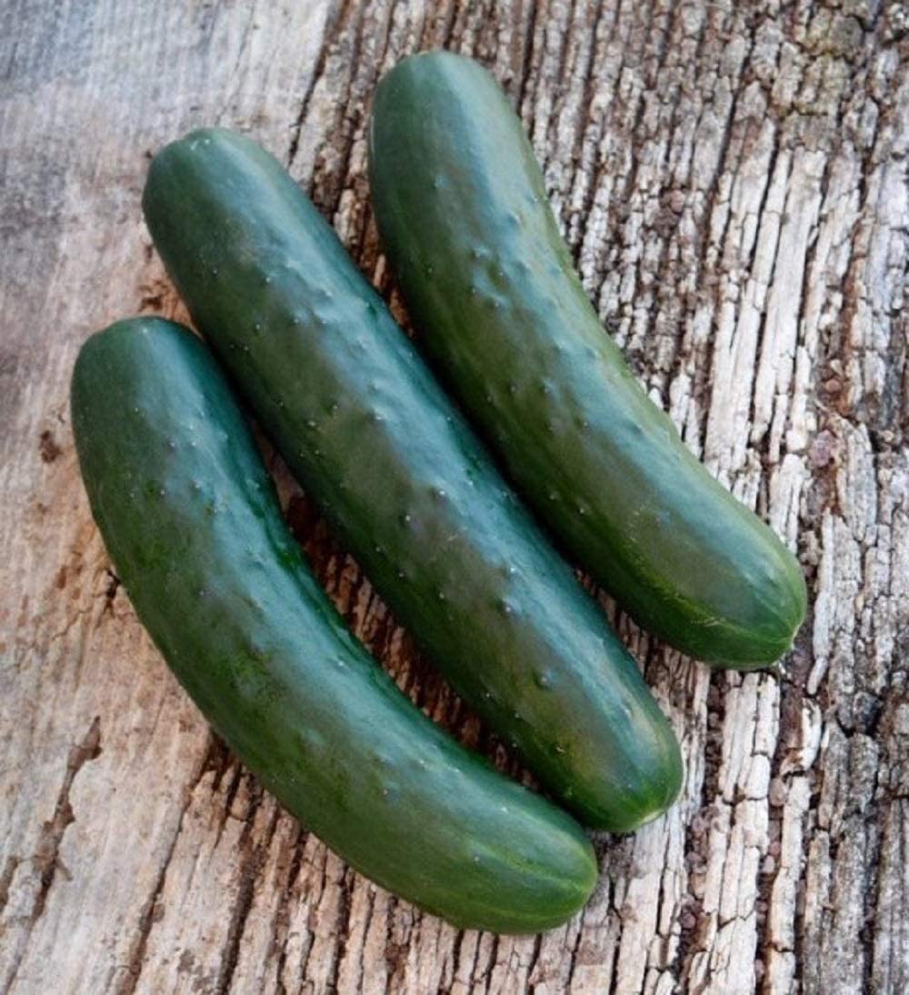 Marketmore  cucumber seeds non GMO for planting