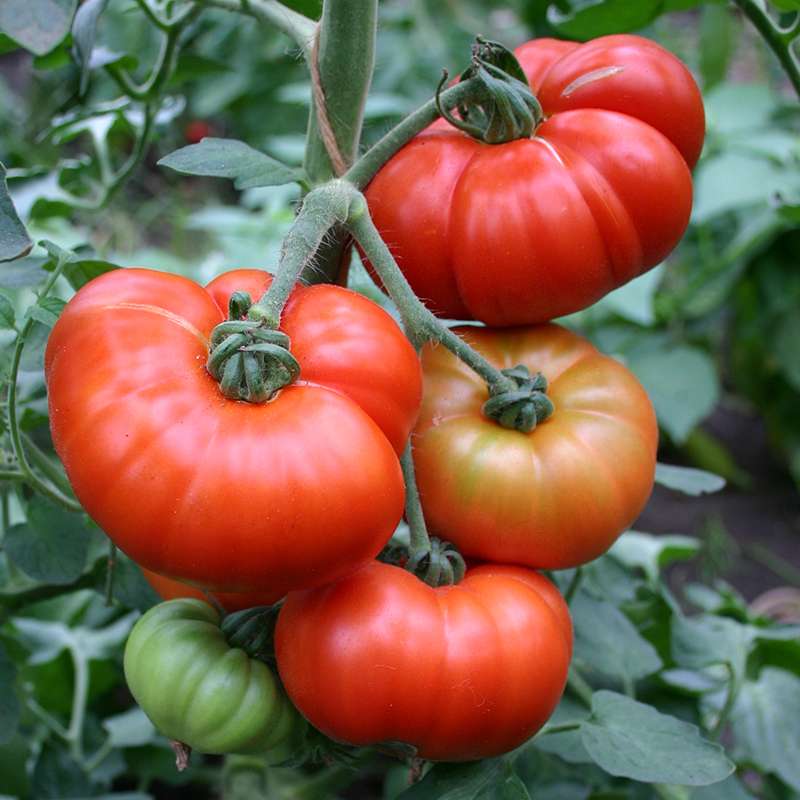 Harvested Marmande Tomatoes from Seeds, Large Juicy Flavorful Tomatoes