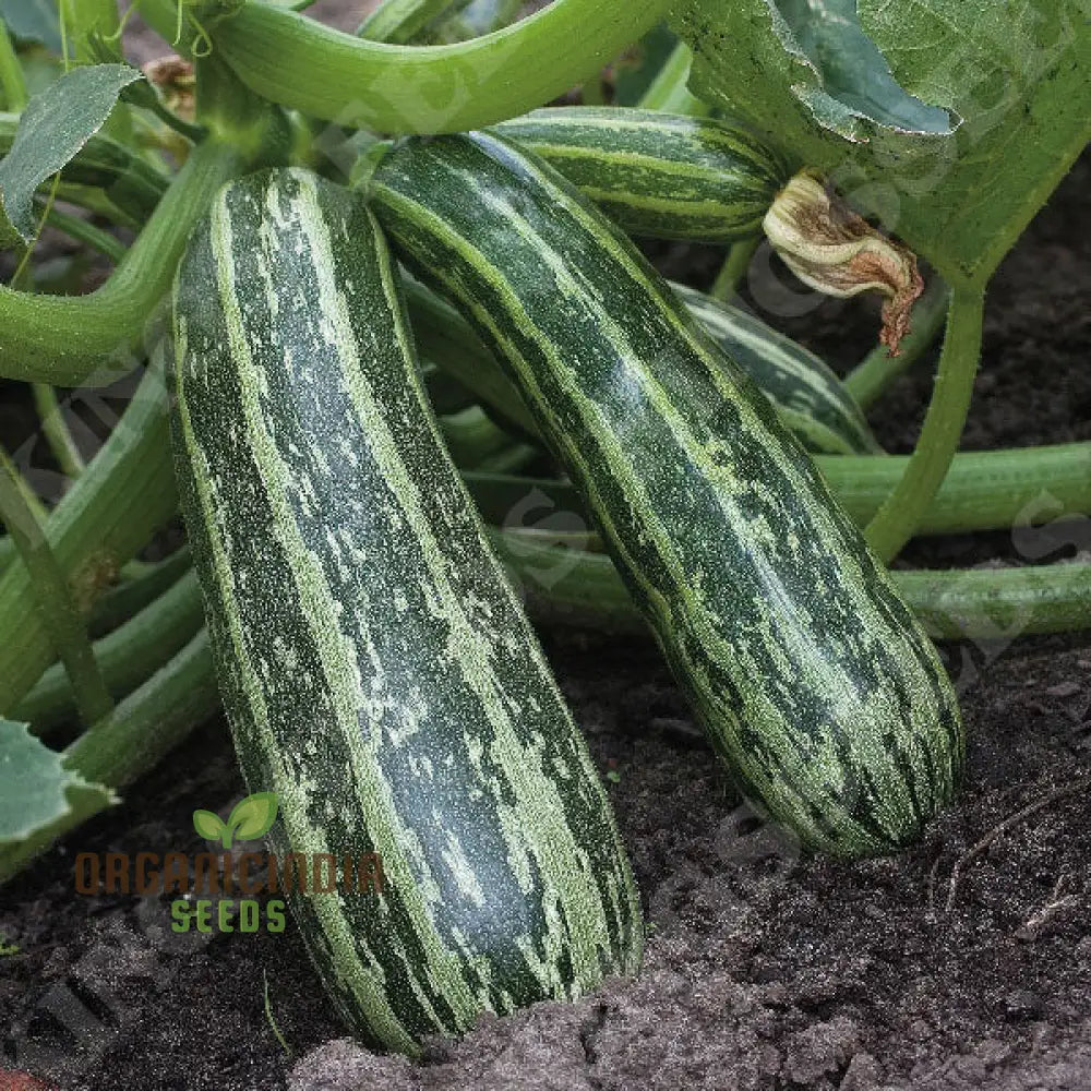 Green Trailing Marrow Seeds for Planting, Premium Vegetable Seeds