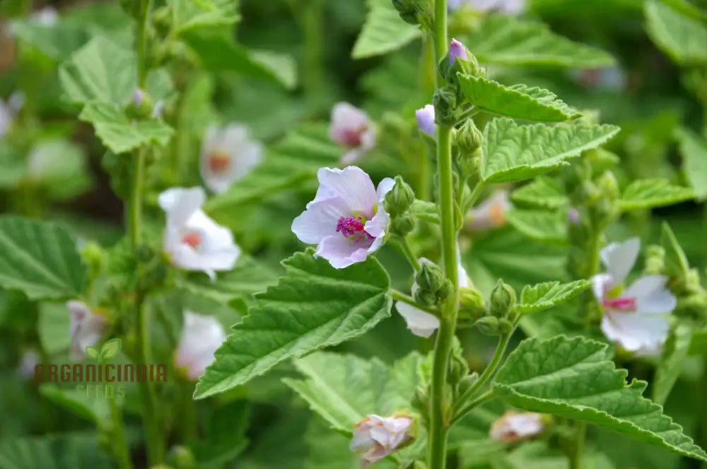 Marsh Mallow Flower Seeds - Premium Quality For Gardening