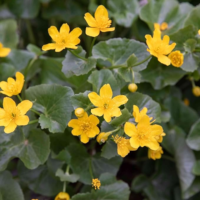 Marsh marigold plant near pond edge