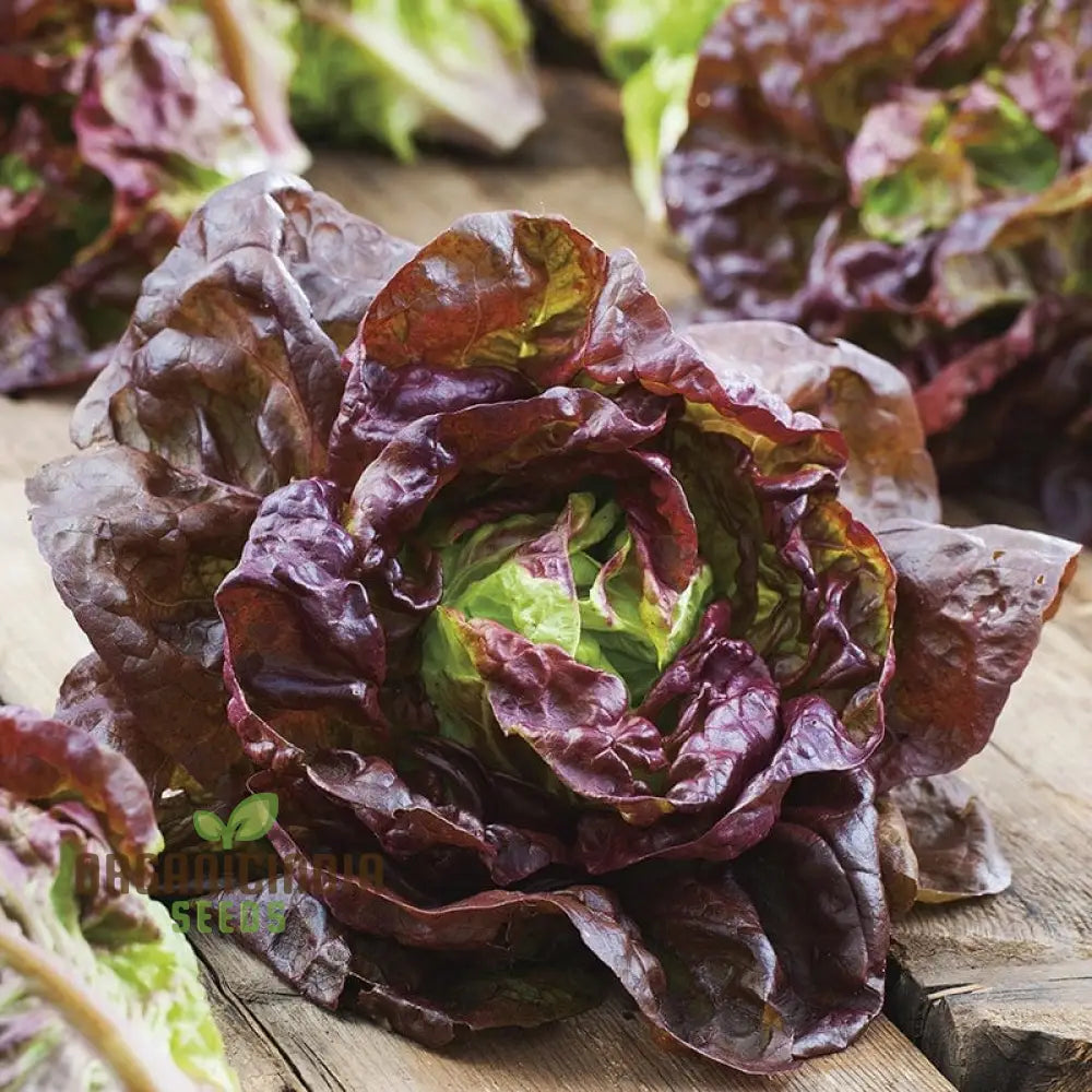 Marvel of Four Seasons Lettuce Seeds Packet, Heirloom Lettuce Seeds