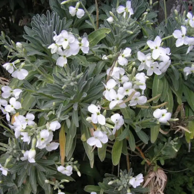 Matthiola Arborescens Alba seeds packet for planting in home gardens