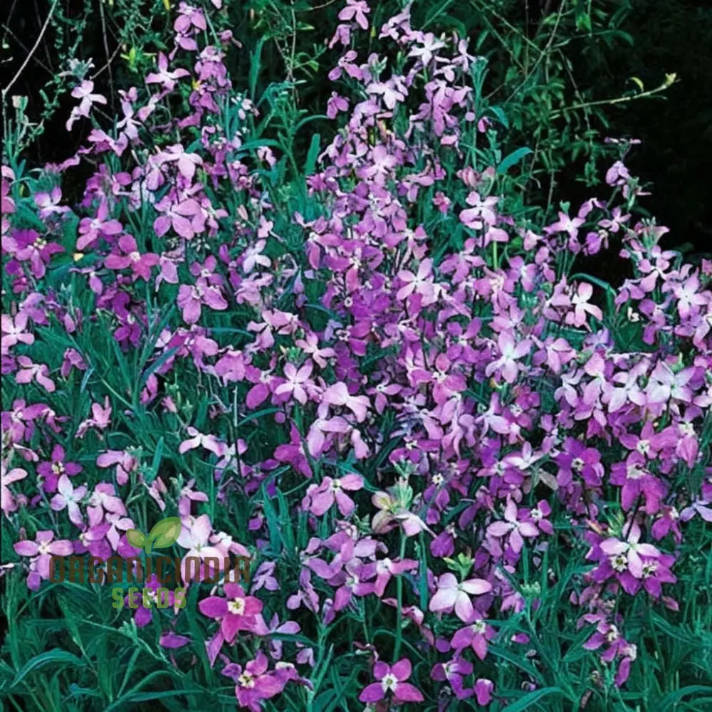 Matthiola Bicornis Growing in Pot Container