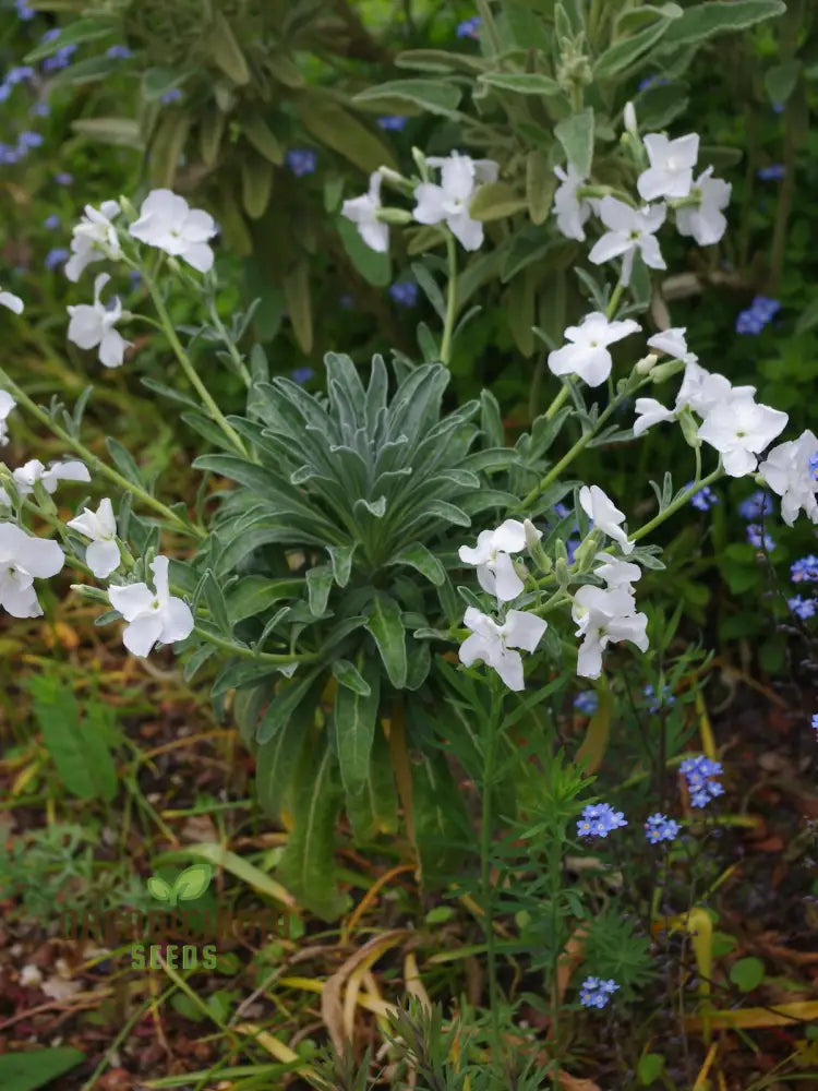 Matthiola seeds plant growth in outdoor garden