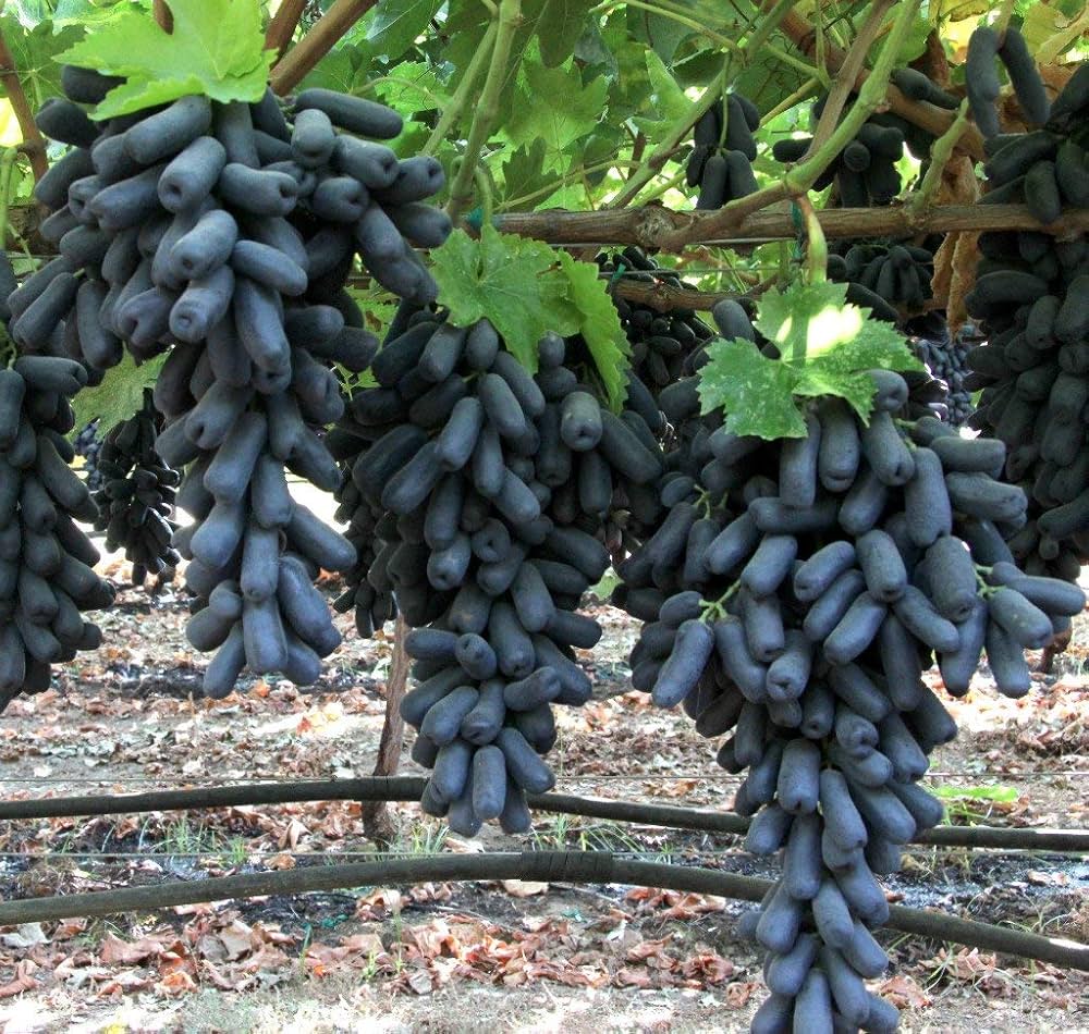 Mature Black Finger Grapevine with ripe elongated black grapes