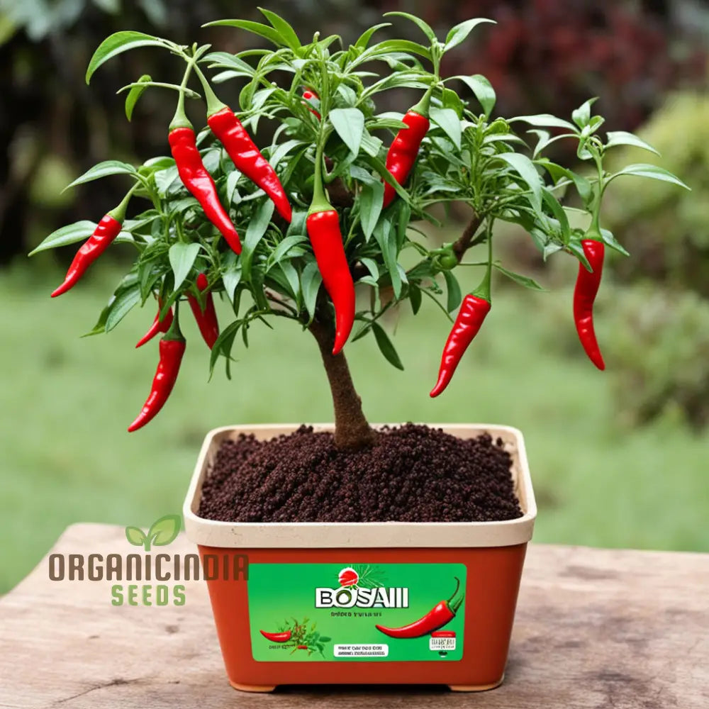 Mature Bonsai Trinidad Moraga Scorpion Chilli Plant with Red Fruits