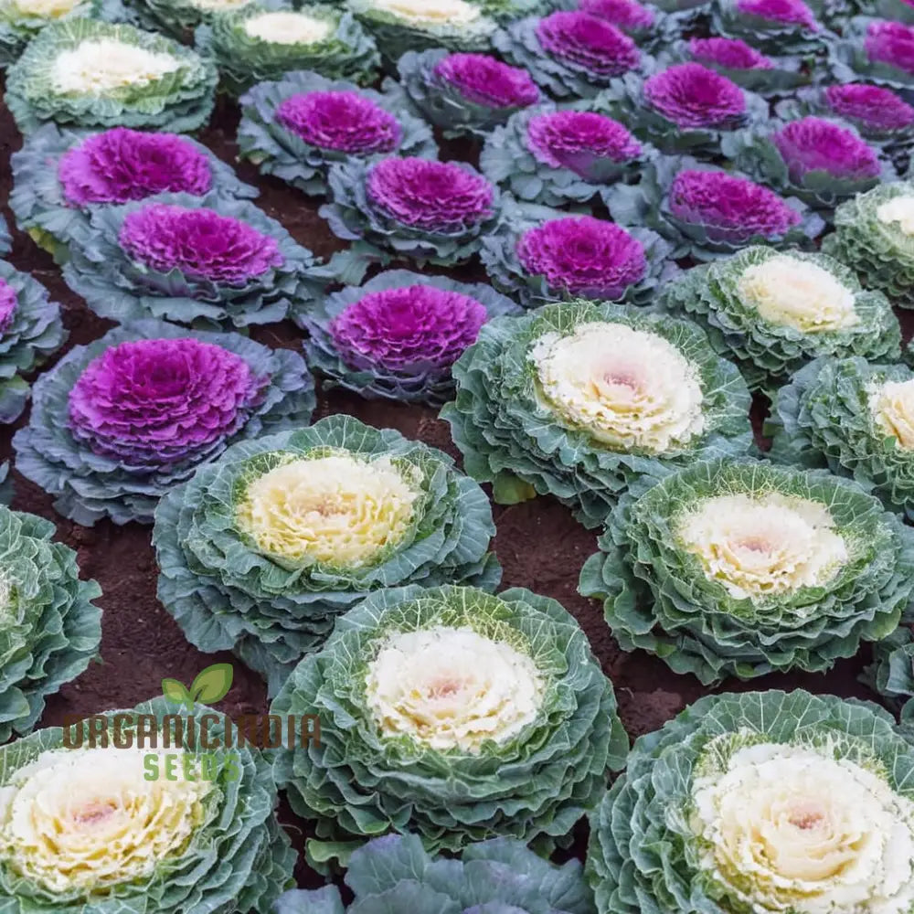 Mature Ornamental Cabbage Flowers with Colorful Rosettes