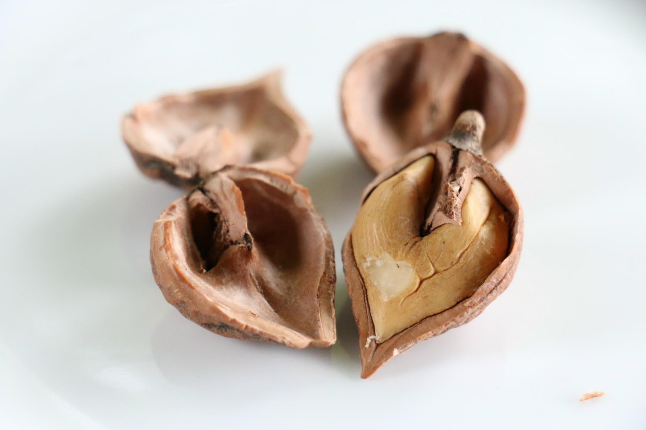 Mature Heartnut Tree with ripe heart-shaped nuts ready for harvest