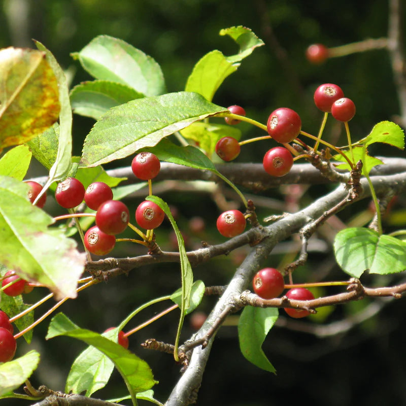 Fully Grown Himalayan Crabapple Tree in Garden