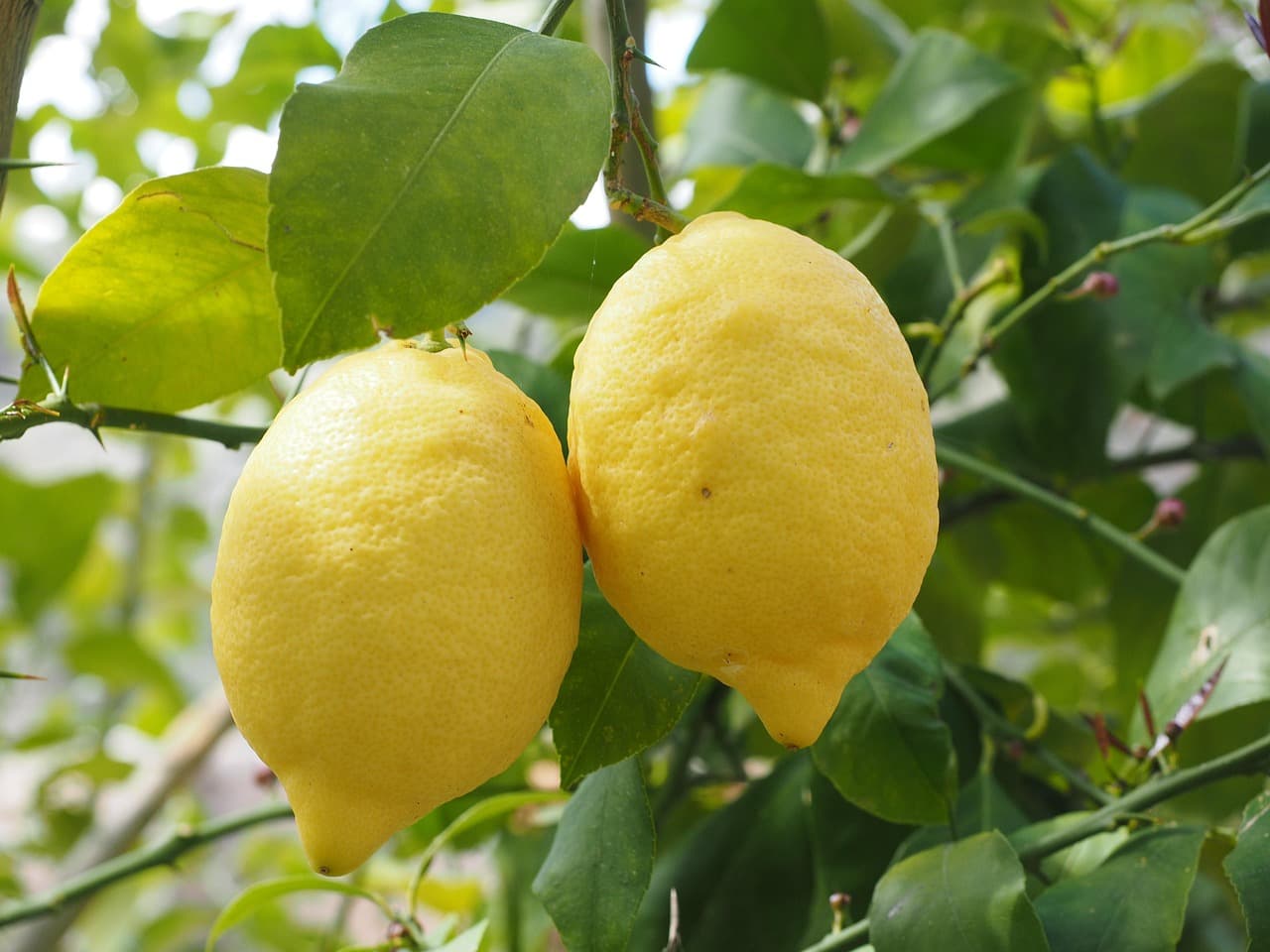 Mature Lemon tree with ripe yellow fruits and glossy leaves